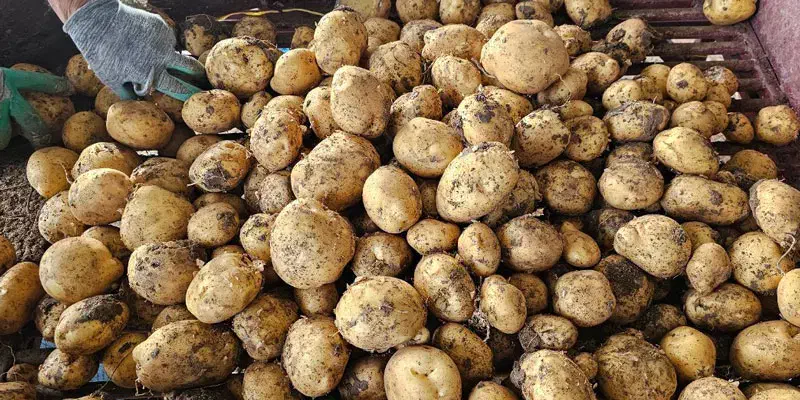 محصولات کشاورزی|عمده‌فروشی|قیدار, |دیوار