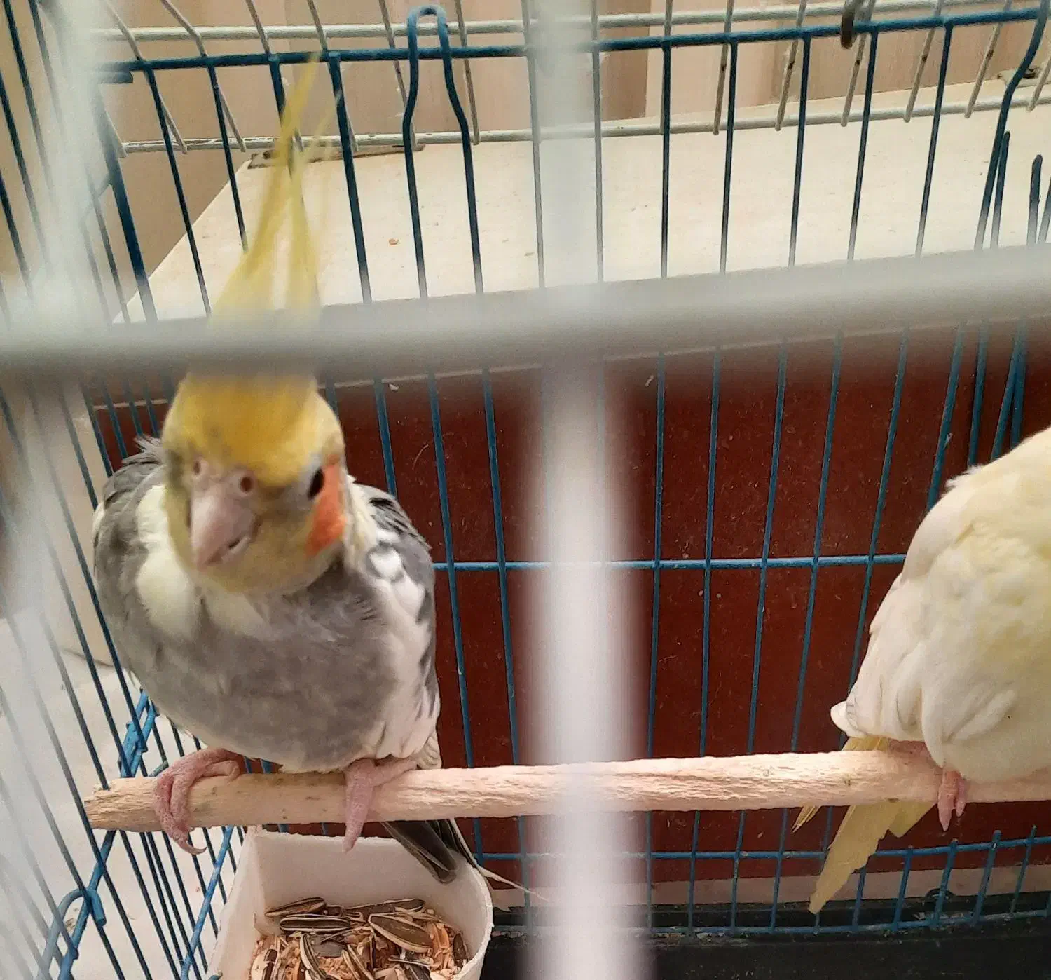 فروش یک جفت عروس هلندی دستی نر و ماده|پرنده|شیراز, شهرک جماران|دیوار