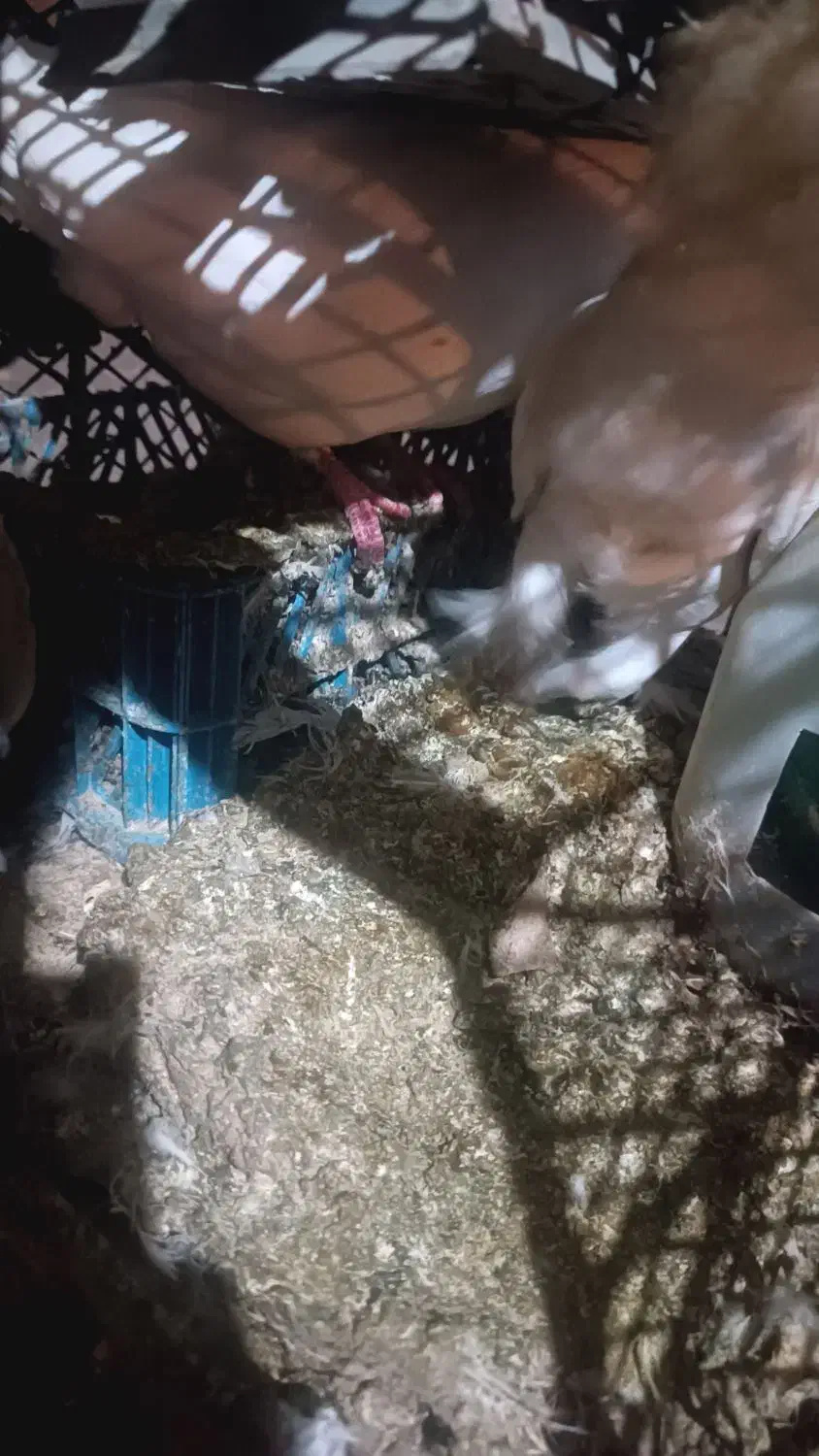 کبوتر|پرنده|یزد, |دیوار