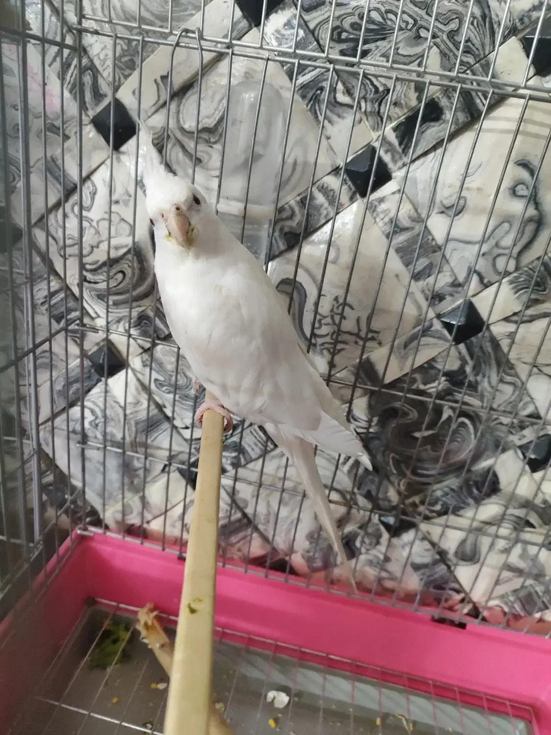 یک عدد عروس هلندی آلبینو ماده مست|پرنده|دماوند, گیلاوند|دیوار