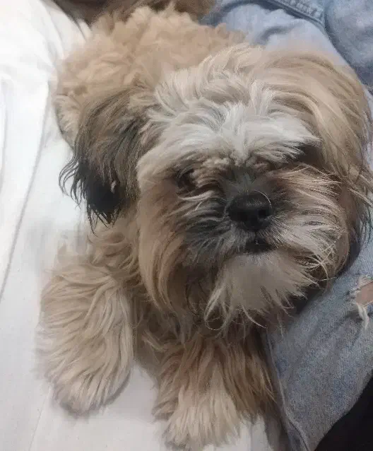 سگ شیتزو|سگ|گناباد, |دیوار