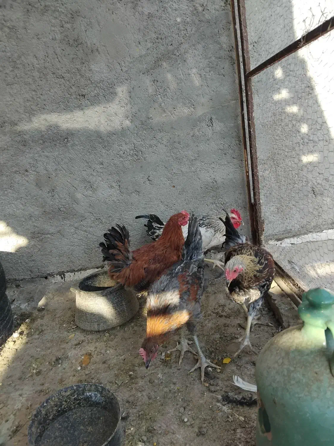۴عددجوجهخروسبزرگوکفترپاکستانی|پرنده|اردکان, |دیوار