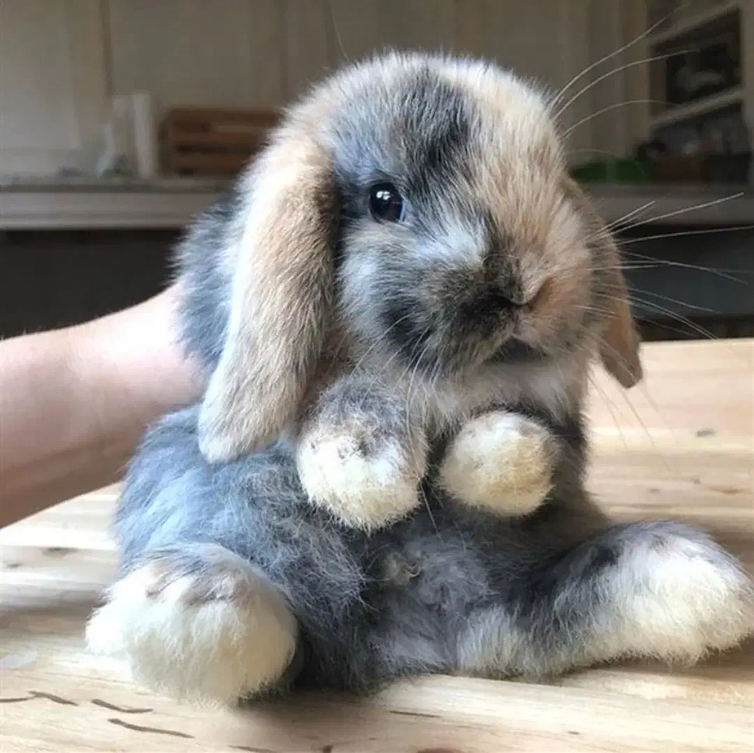 بزرگترین و باسابقه ترین مرکزتخصصی جوندگان ایران|موش و خرگوش|اصفهان, بهاران|دیوار