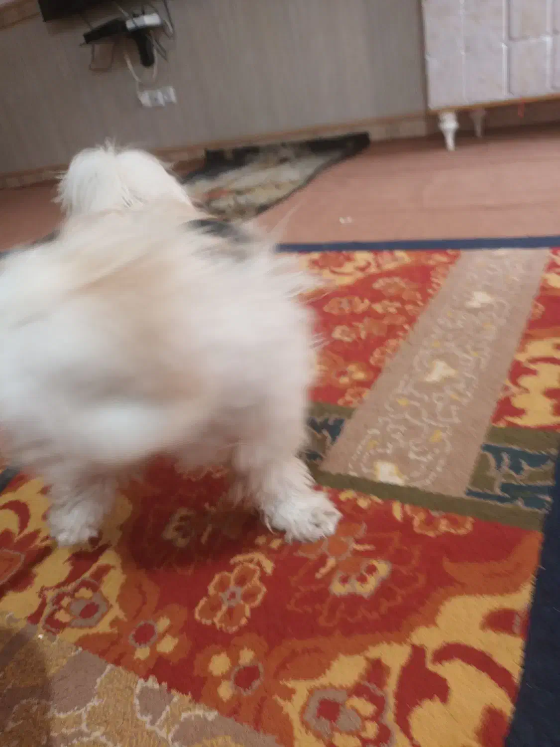 یک سگ گمشده|حیوانات|بهبهان, |دیوار