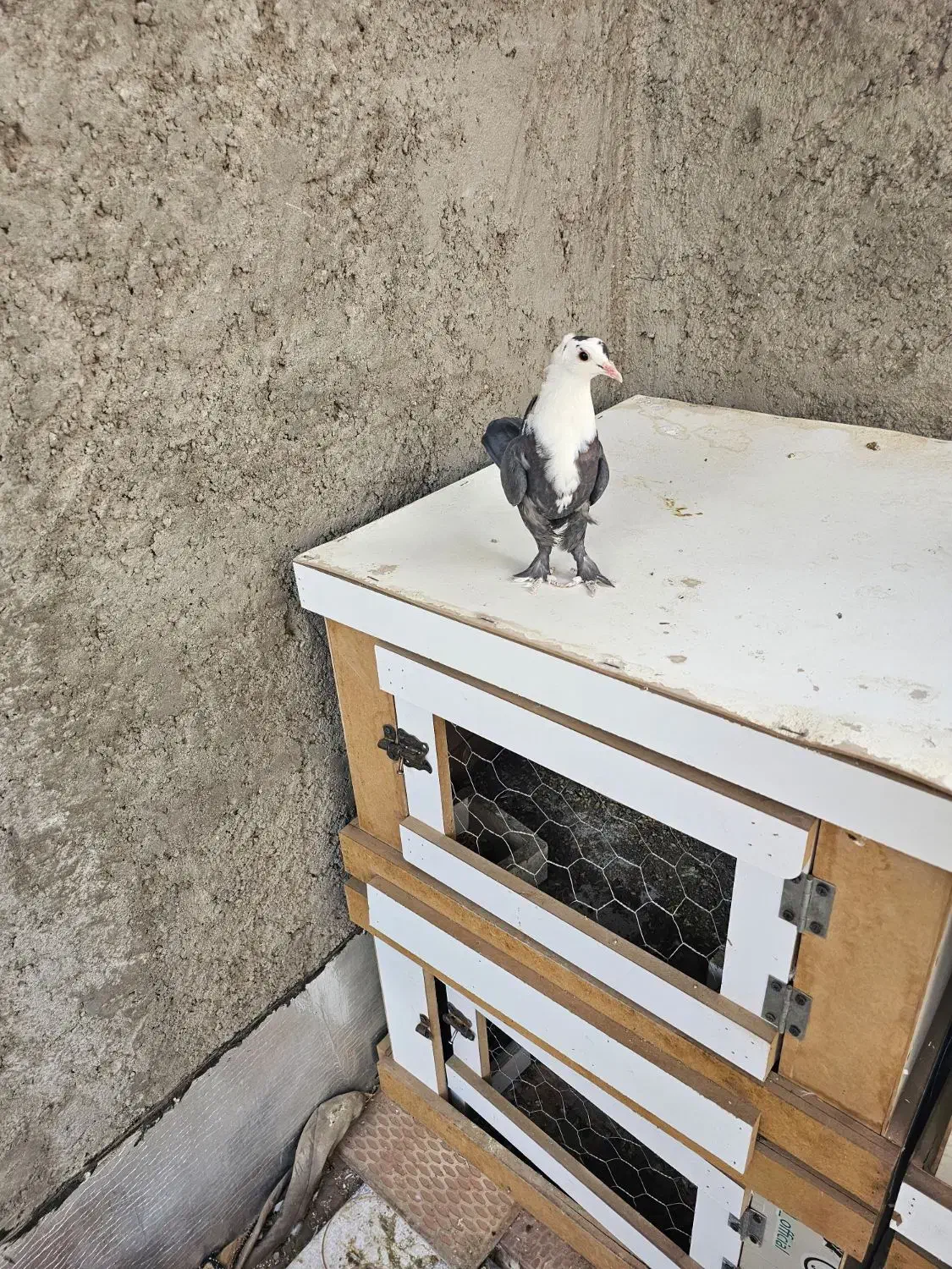 کربلایی سرسفید مخملی کلاهی|پرنده|کرمان, |دیوار