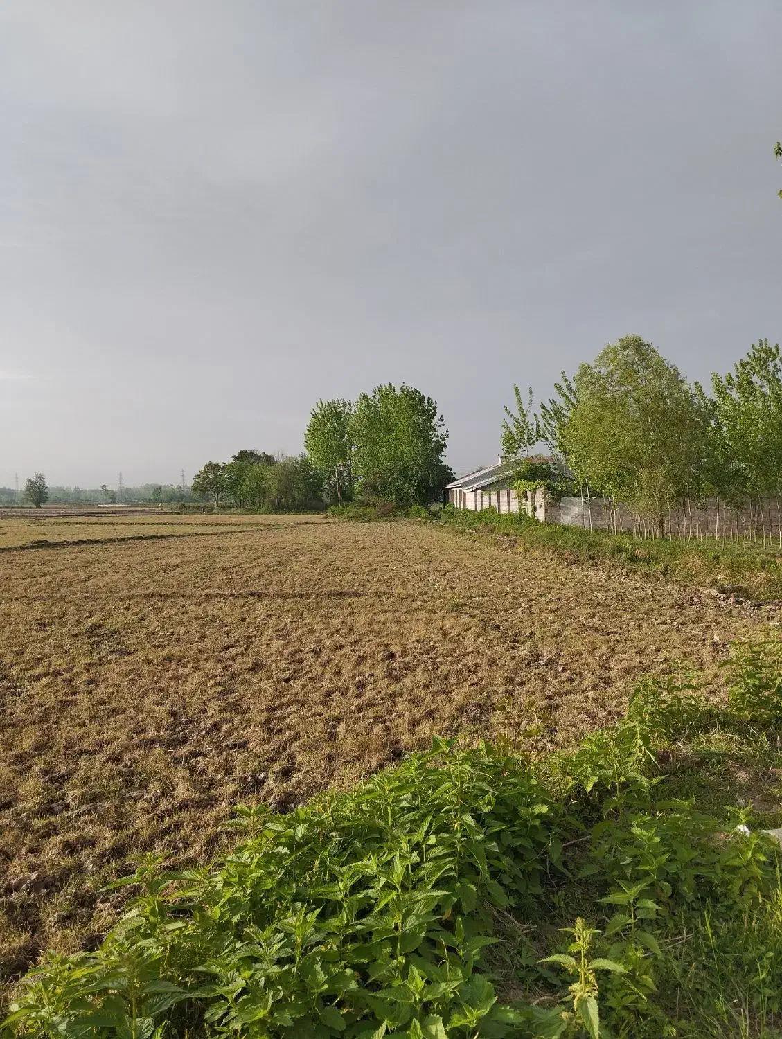 زمین باغی و بیجاری|فروش دفتر صنعتی، کشاورزی، تجاری|خمام, |دیوار