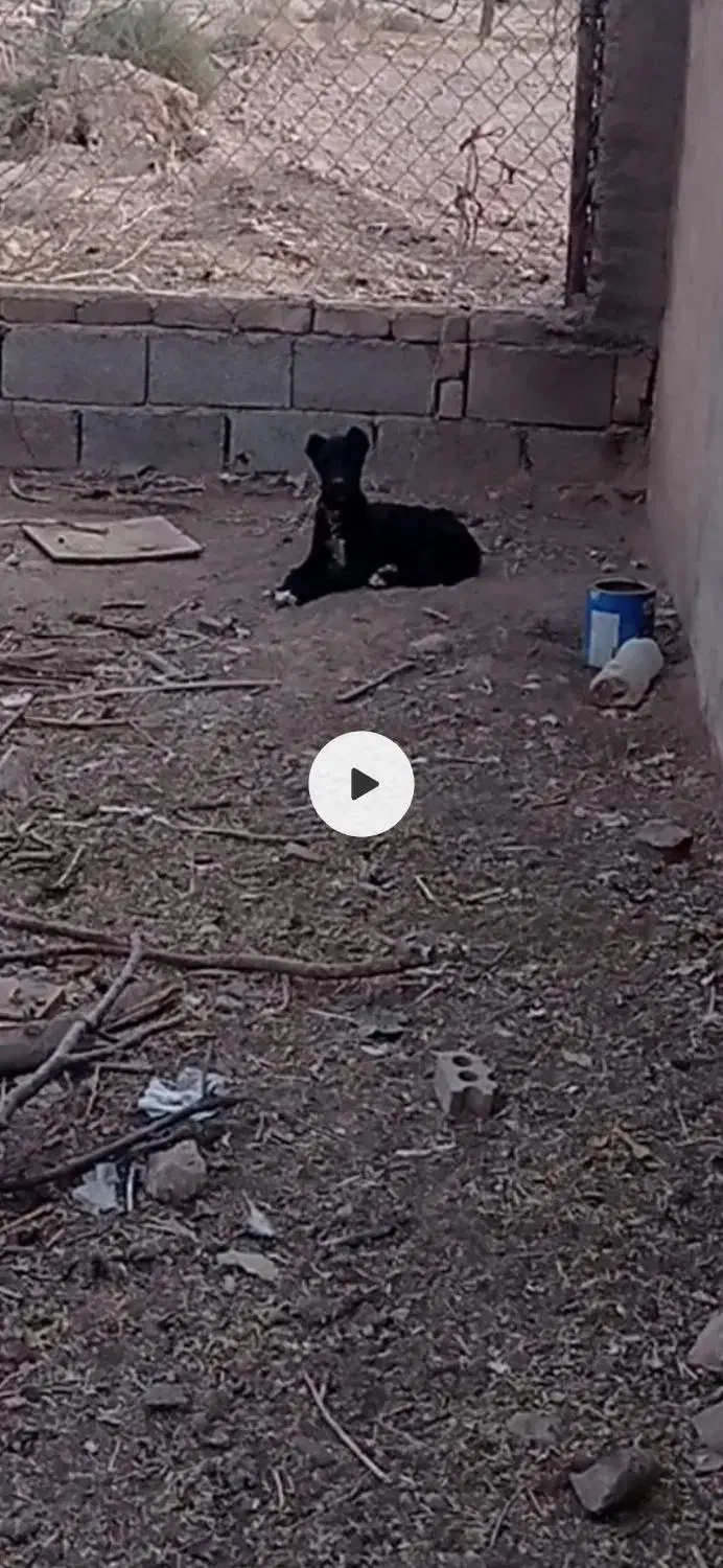 توله دوبرمن سراب|سگ|مشهد, حجت|دیوار