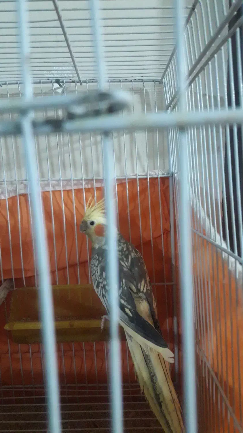 عروس‌هلندی‌وگرینچیک|پرنده|سبزوار, زینبیه|دیوار