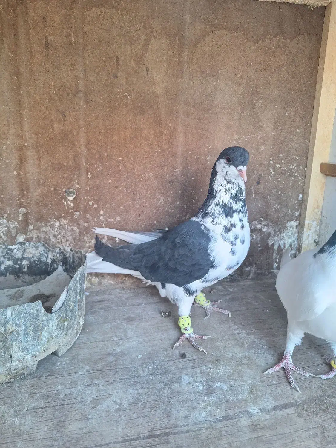 شستی سیاه ماده گلی نر|پرنده|قزوین, |دیوار