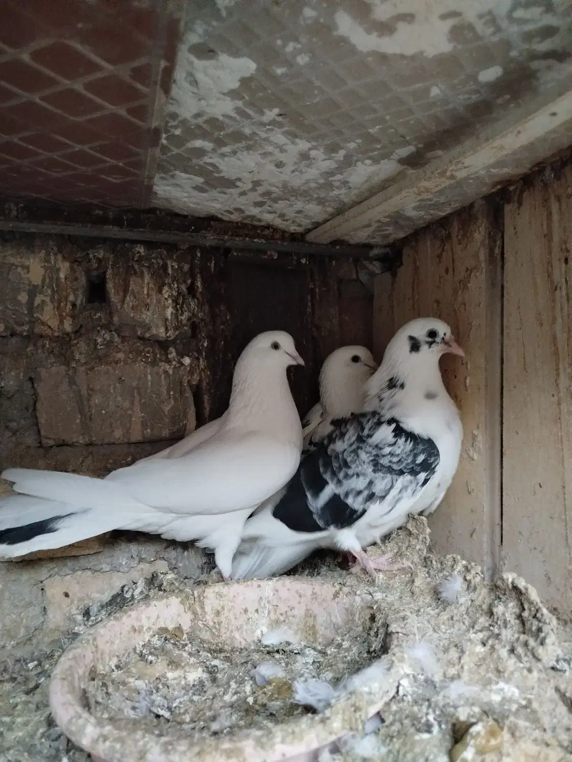 کفتر نر دم غلط|پرنده|ساوه, |دیوار