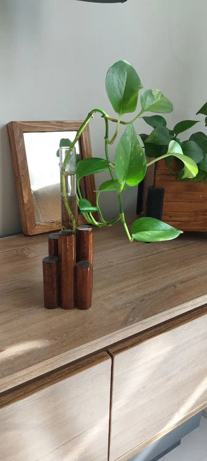 گلدان شیشه|گل و گیاه طبیعی|مشهد, چهارچشمه|دیوار