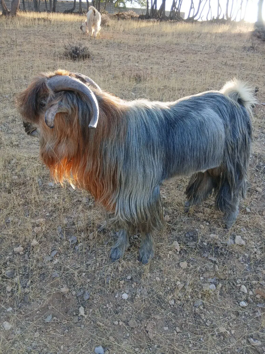 بعده تخمی وداشتی|حیوانات مزرعه|بازفت, |دیوار