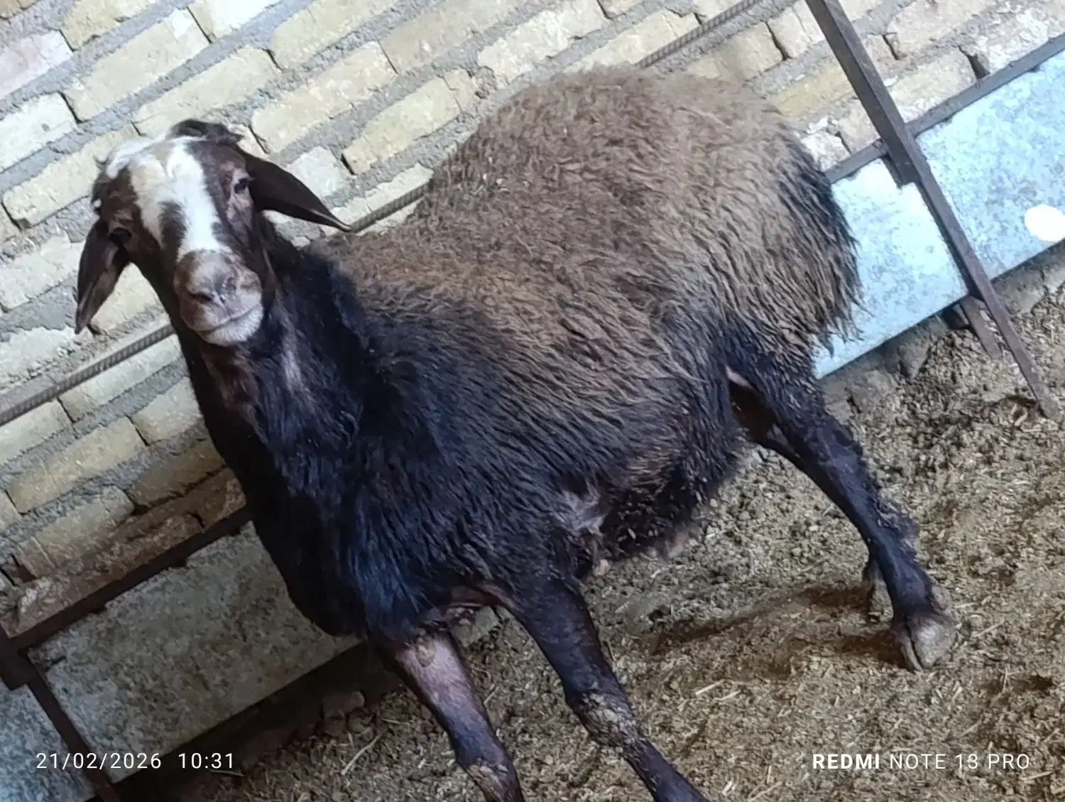 بره نر55کیلو|حیوانات مزرعه|قزوین, |دیوار