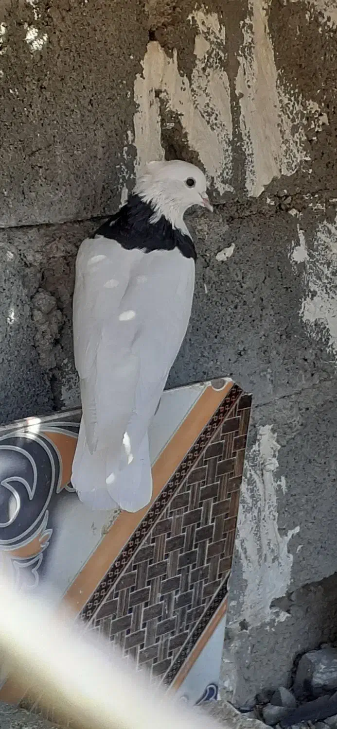 کفتر|پرنده|کهنوج, |دیوار