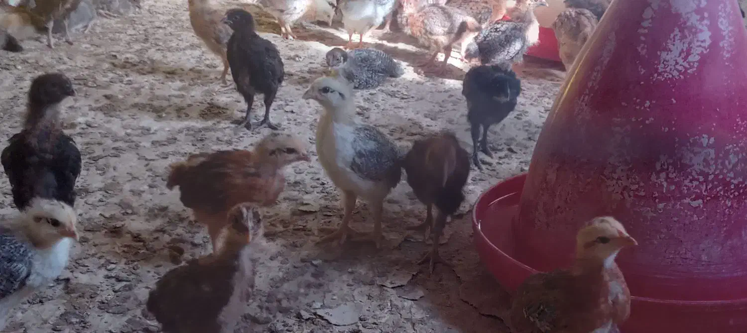 تولیدی جوجه گلپایگان قزوین|حیوانات مزرعه|قزوین, |دیوار