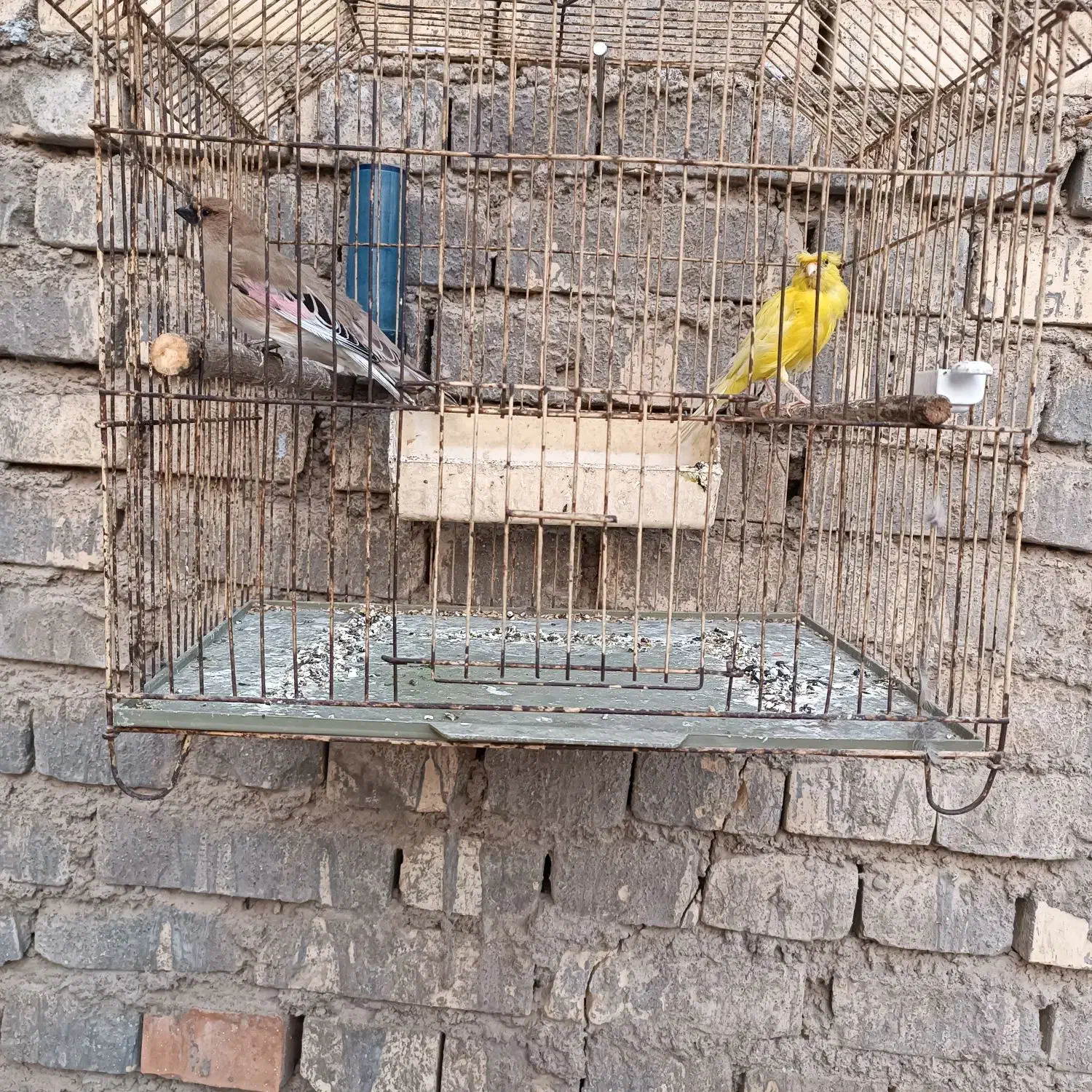 قناری|پرنده|باوی, |دیوار