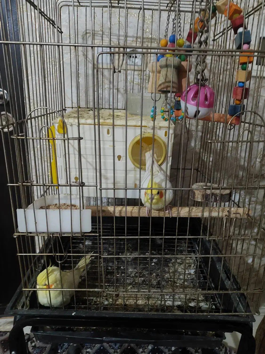 فروش مرغ هلندی|پرنده|شاهین دژ, |دیوار