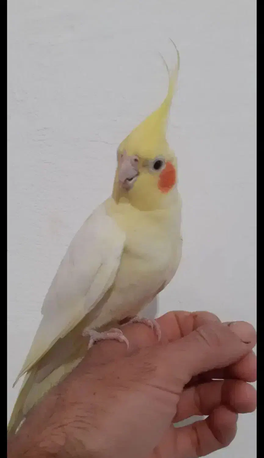 دونع 700|پرنده|ایلام, |دیوار