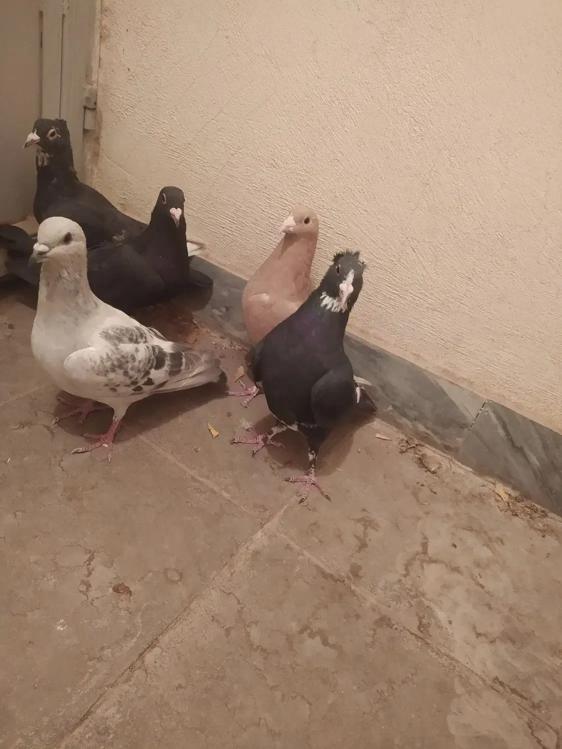 کبوتر.کفتر .پرنده|پرنده|راین, |دیوار