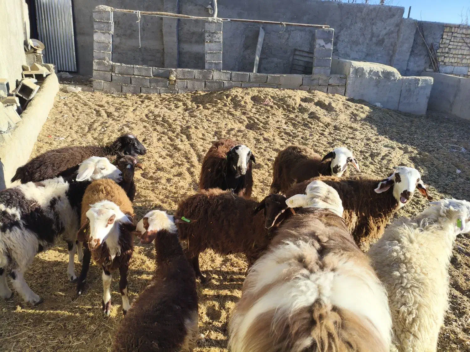 تعداد ده عدد بره داشتی  کله عروس بروجردی|حیوانات مزرعه|گلپایگان, |دیوار