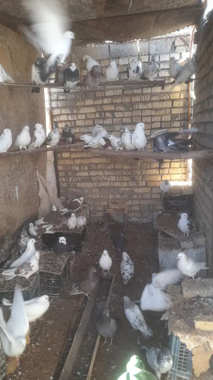 کبوتر|پرنده|رامشه, |دیوار