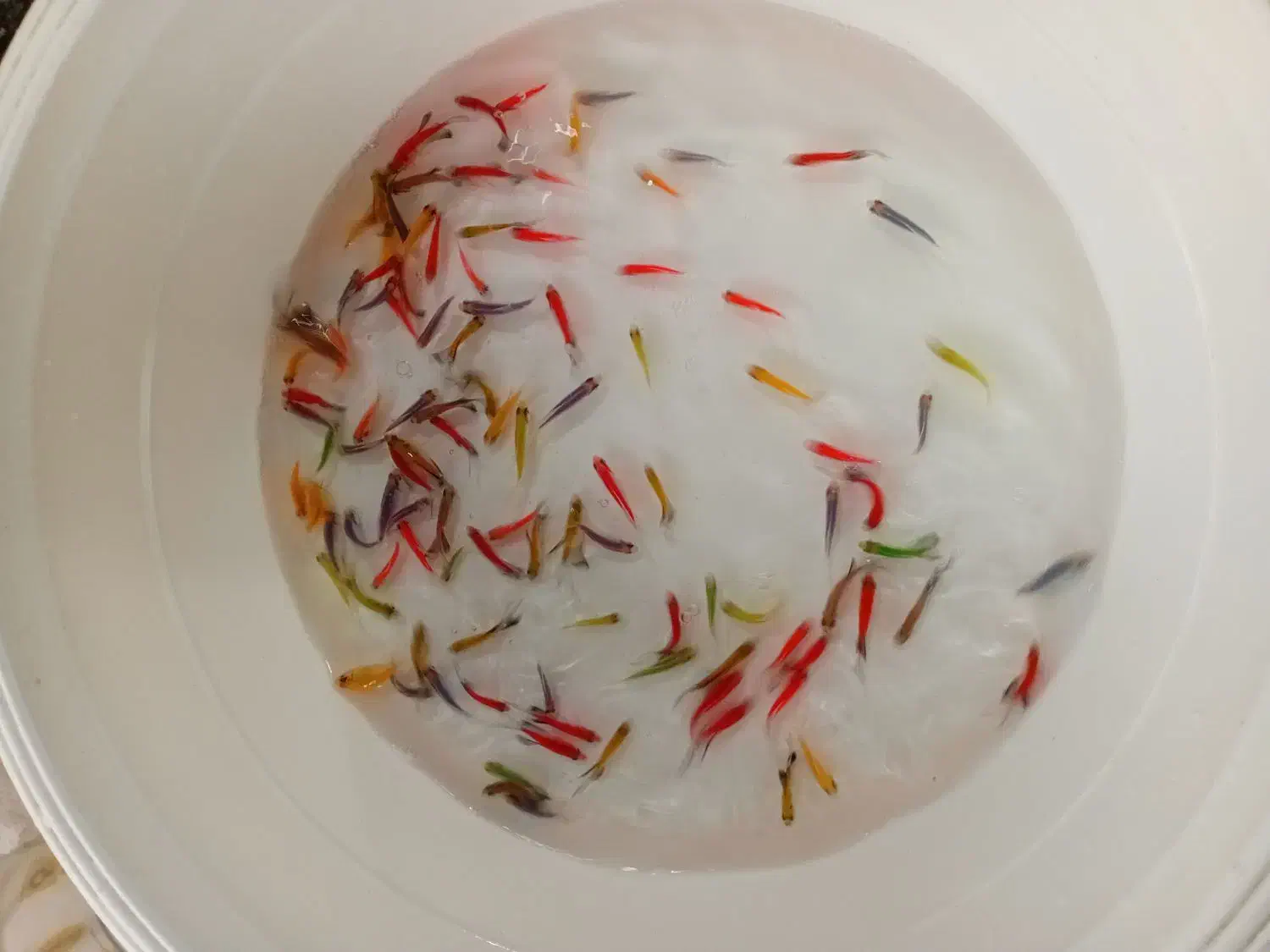 ماهی رنگی|ماهی|بجنورد, |دیوار