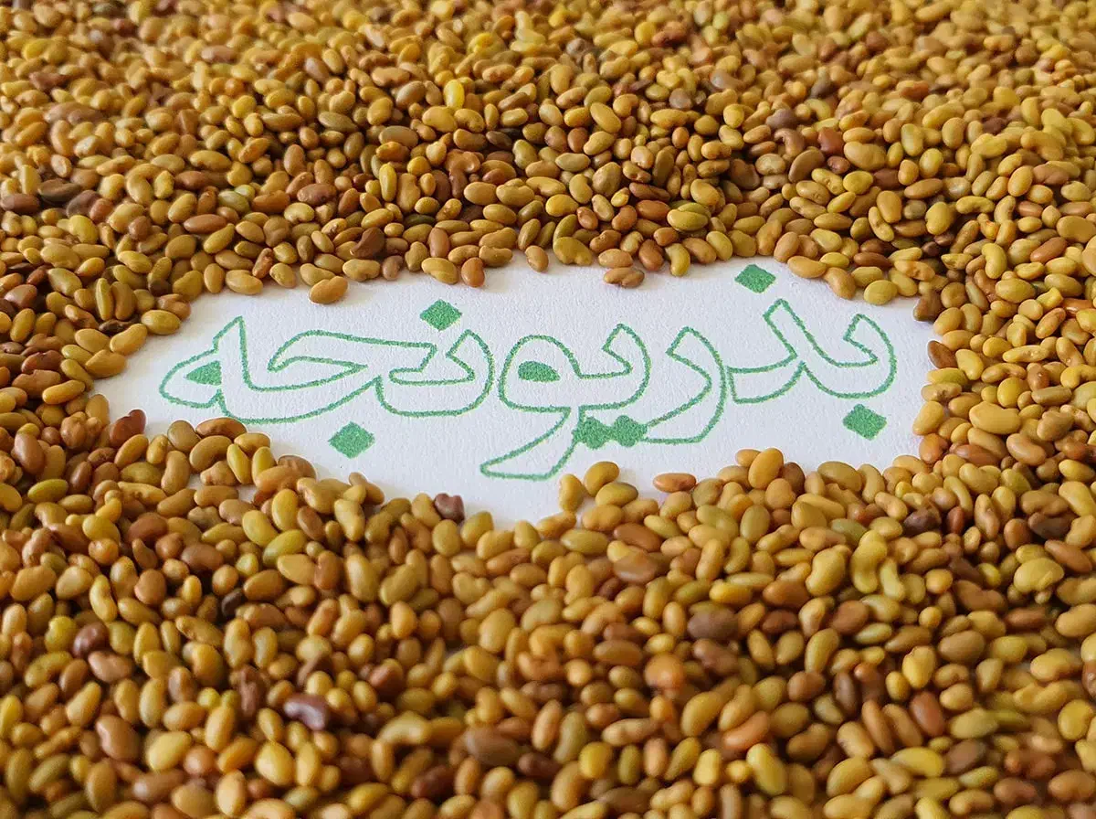فروش انواع بذر یونجه سردسیر و گرمسیر و معتدل|عمده‌فروشی|ایلخچی, |دیوار