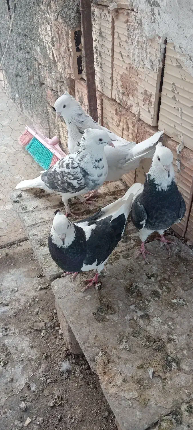 دوجفت نر ماده عالی|پرنده|جغتای, |دیوار