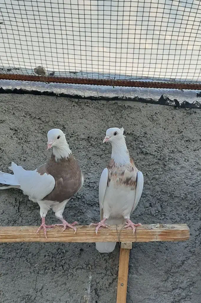 طوقی کرمانشاهی|پرنده|گراش, |دیوار