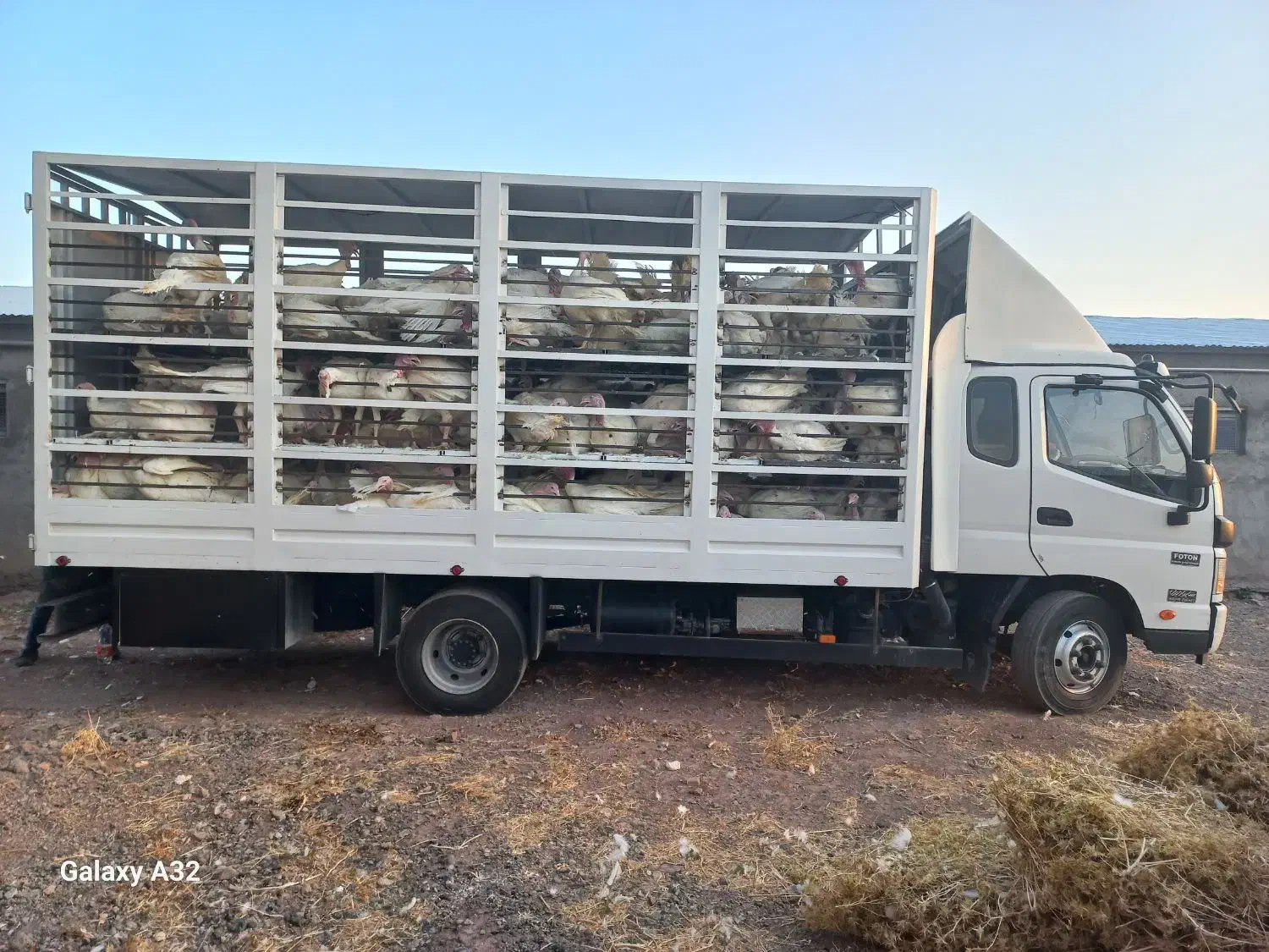 فروش ویژه بوقلمون|حیوانات مزرعه|زاوه, |دیوار