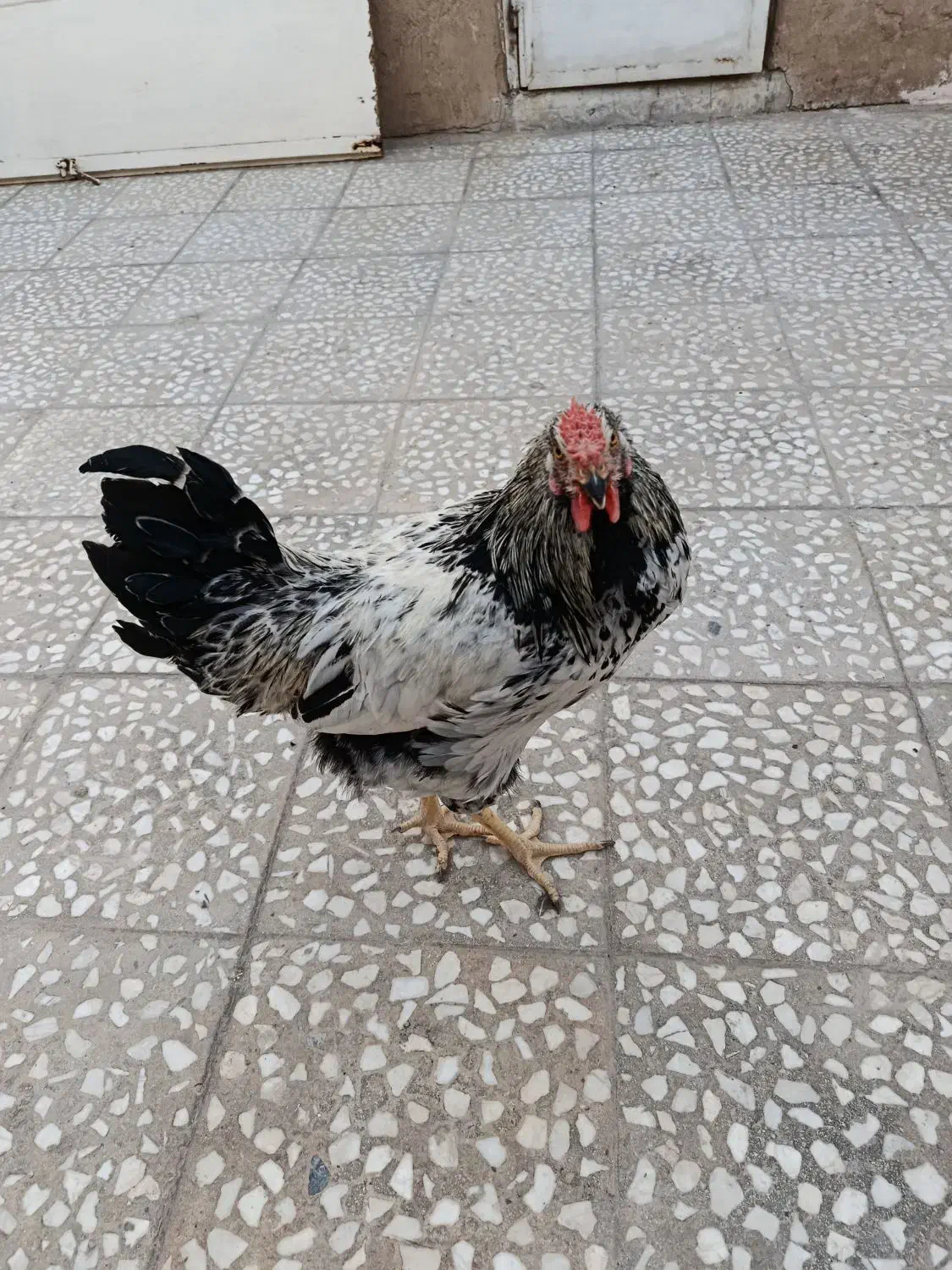 خروس زیبا|حیوانات مزرعه|قم, علی آباد سعدگان|دیوار