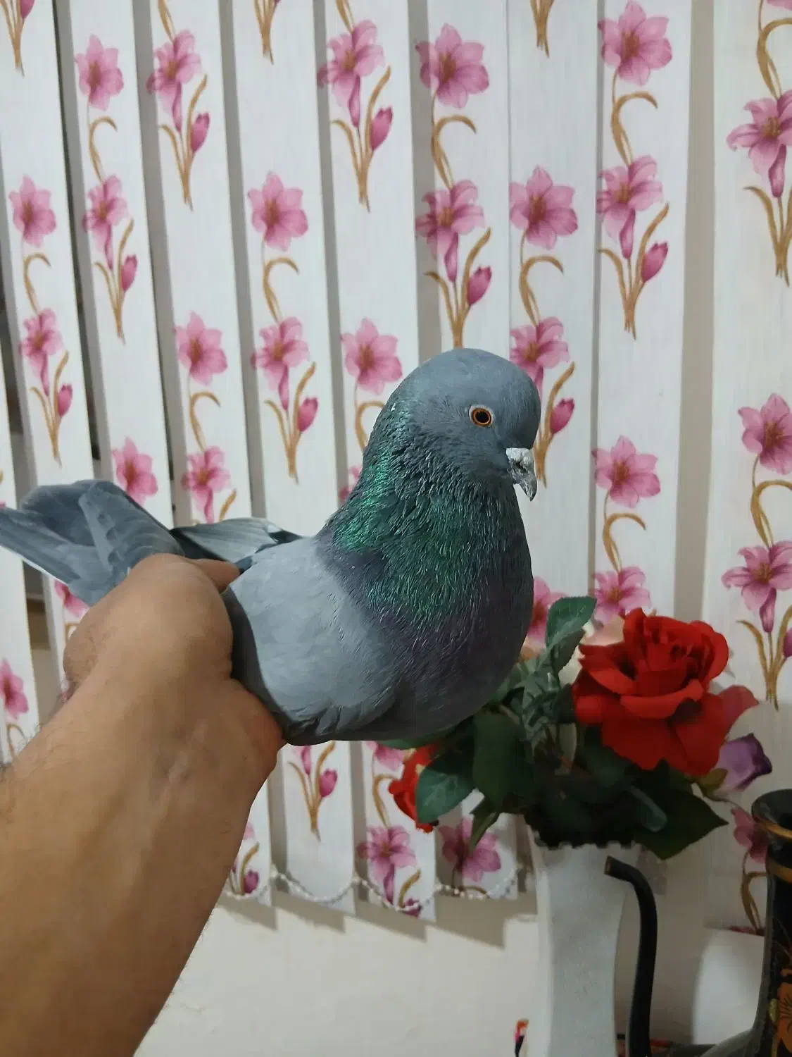 کبوتر|پرنده|ابهر, |دیوار