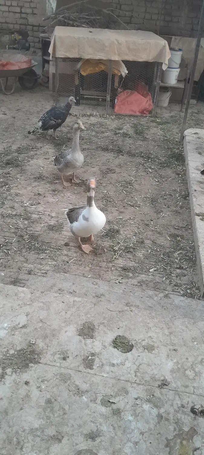 دو عدد غاز خانگی|حیوانات مزرعه|شاهدشهر, |دیوار