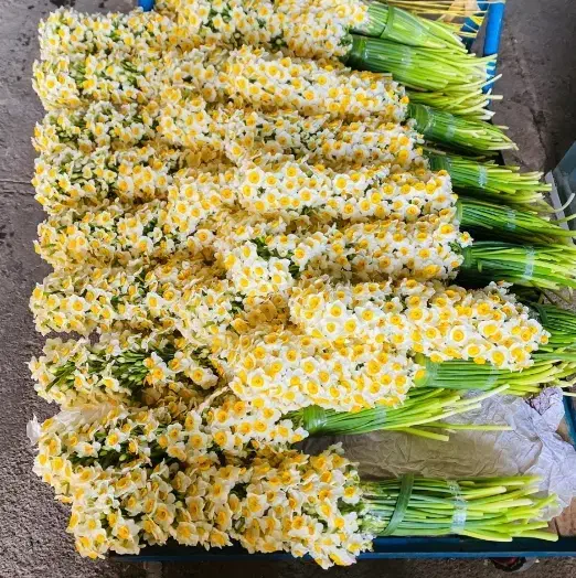 فروش گل طبیعی ارگانیک تازه(فعلاًنرگس شیراز موجود)|گل و گیاه طبیعی|ایرانشهر, |دیوار