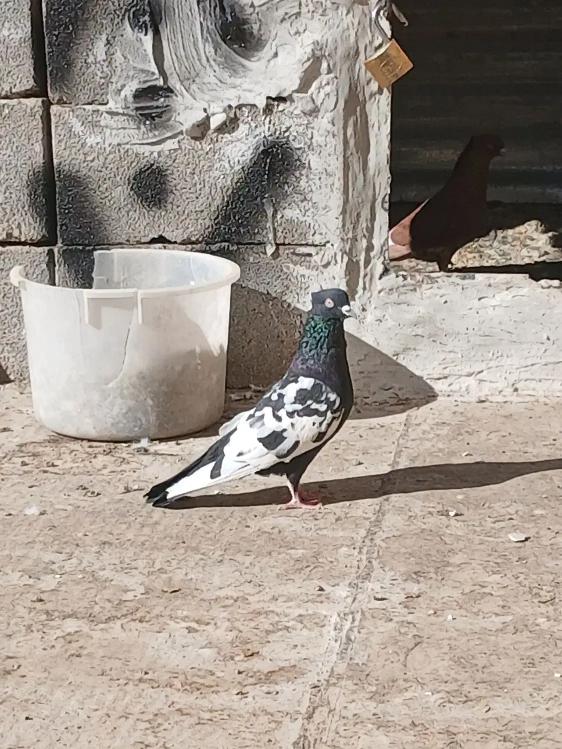 کفتر|پرنده|بجنورد, |دیوار