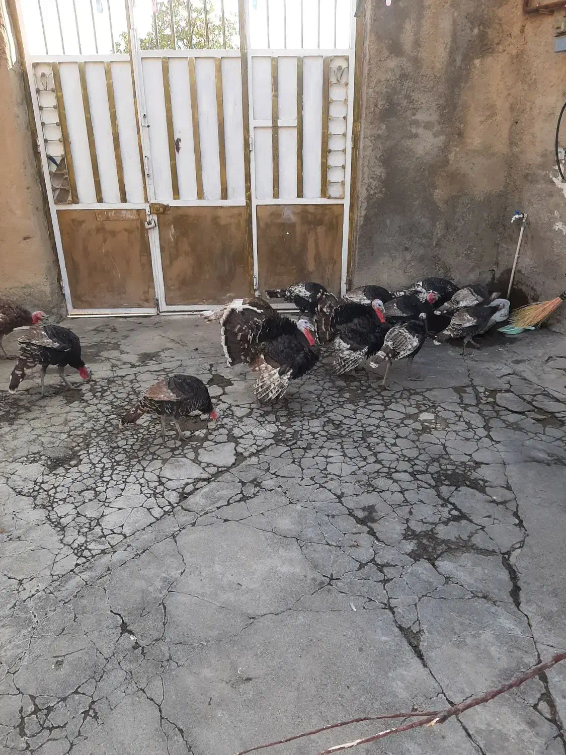 بوقلمون برنزه|حیوانات مزرعه|بروجرد, |دیوار