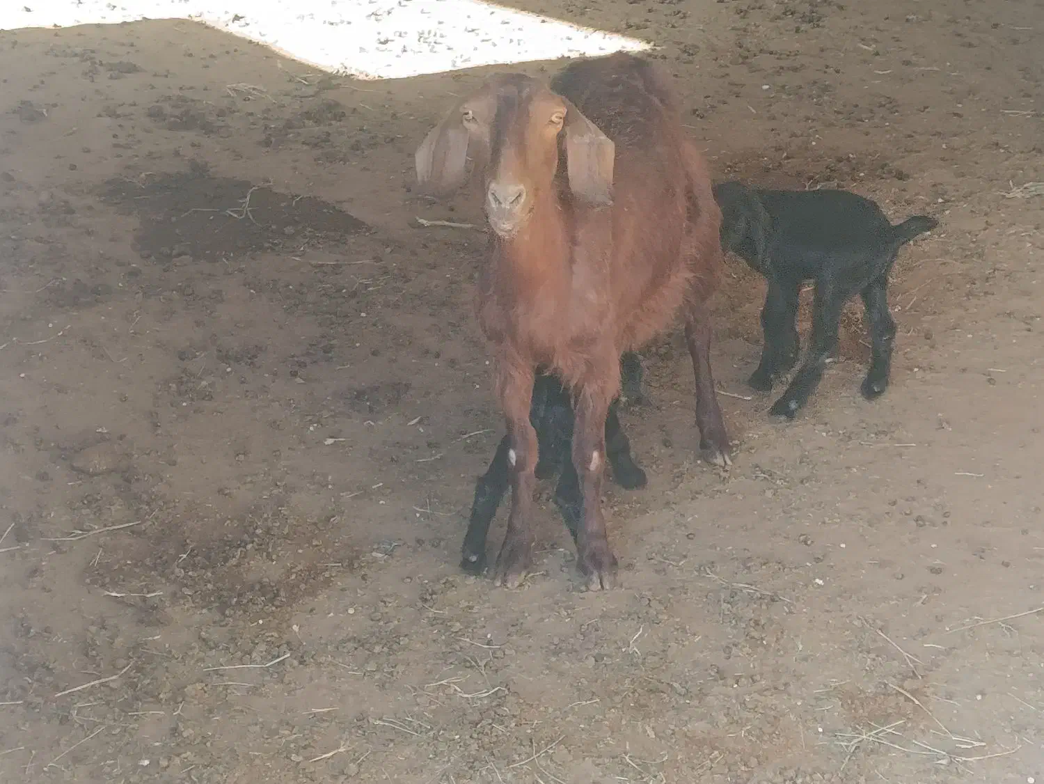 فروش بز|حیوانات مزرعه|جعفرآباد, |دیوار