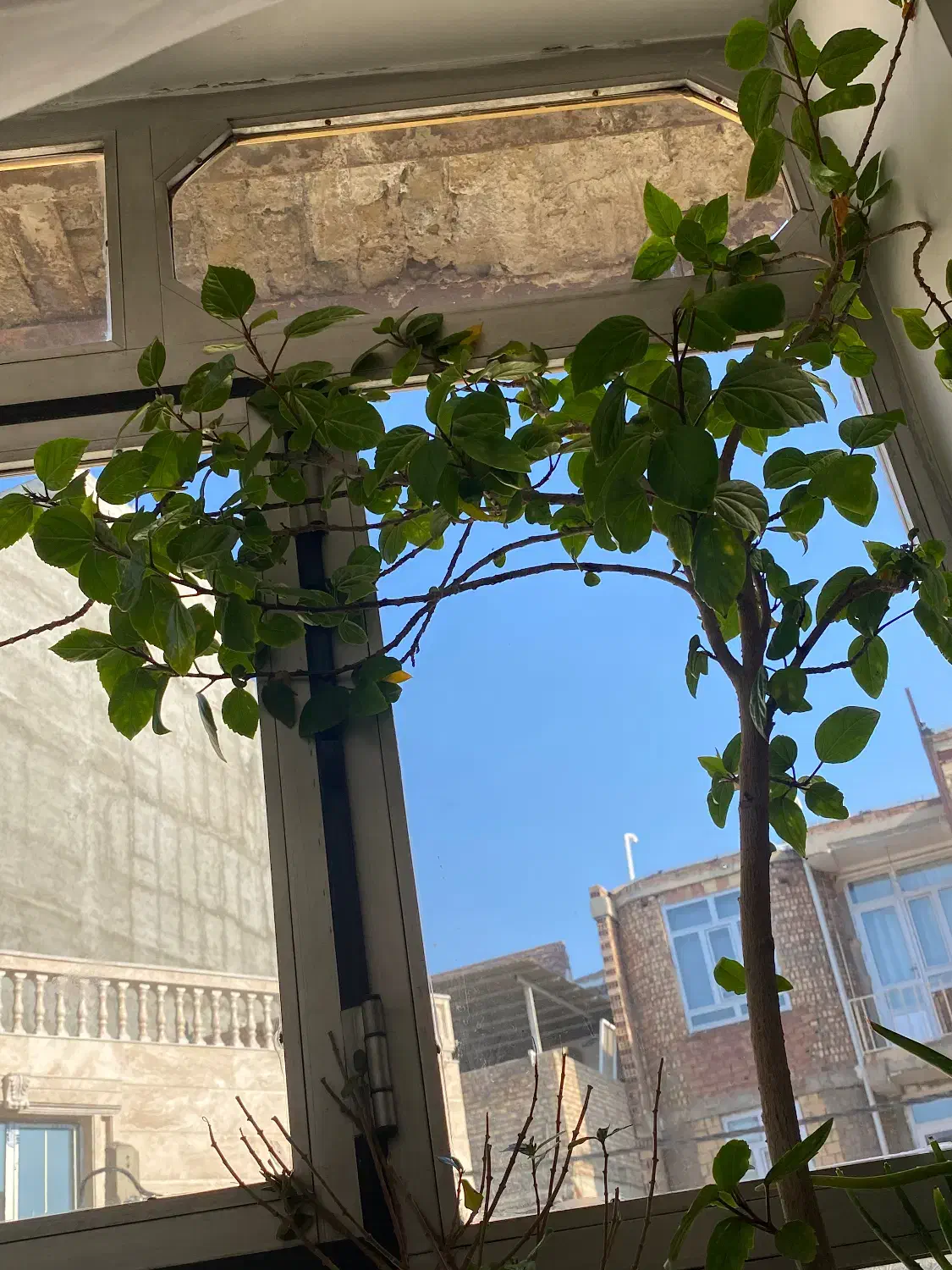 گل طبیعی|گل و گیاه طبیعی|میاندوآب, |دیوار