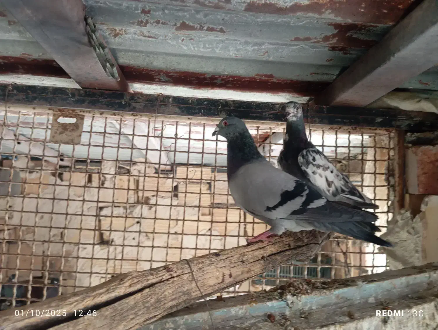 شامی نر|پرنده|صوفیان, |دیوار