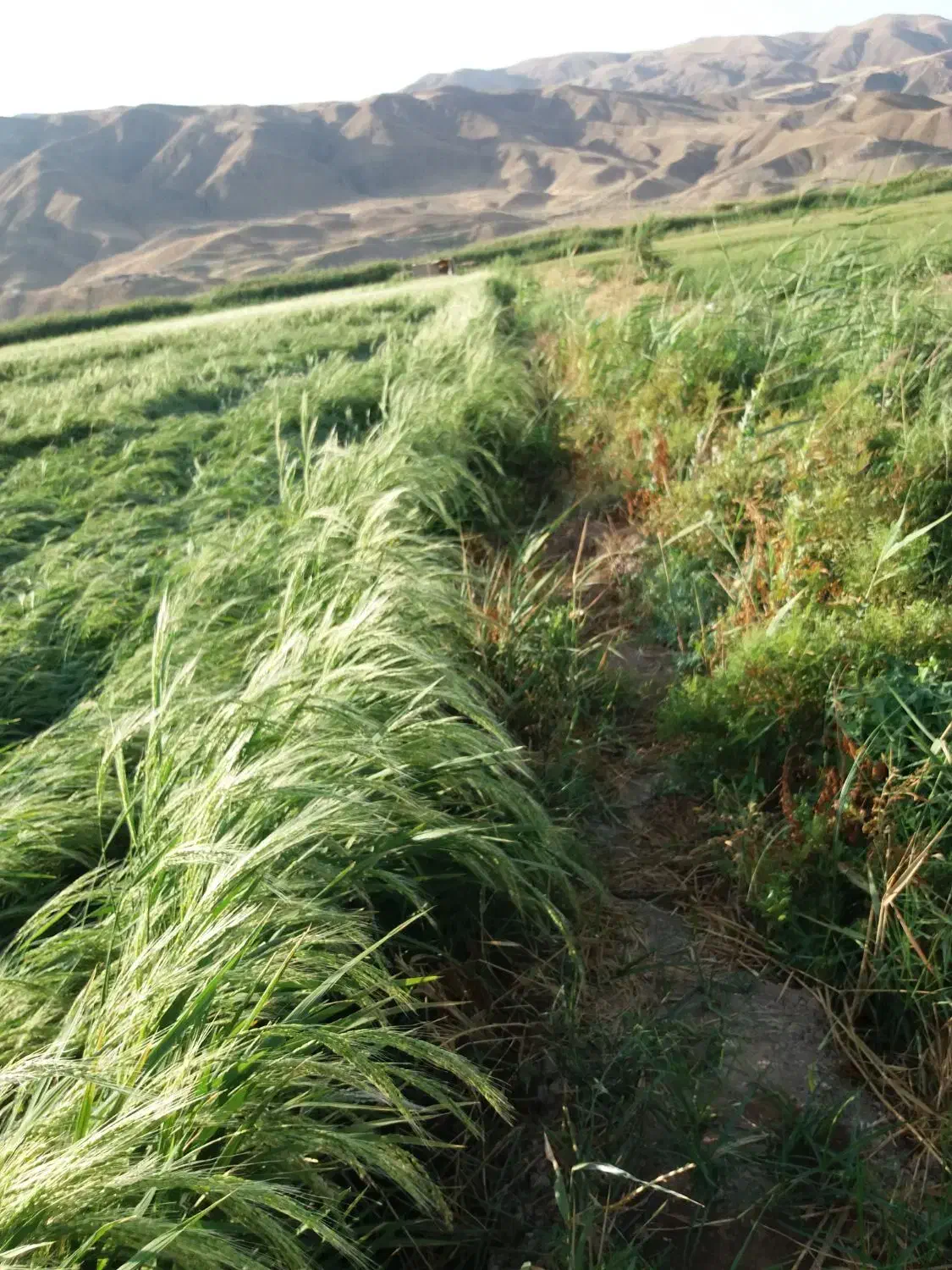 فروش برنج آش|عمدهفروشی|میانه, |دیوار