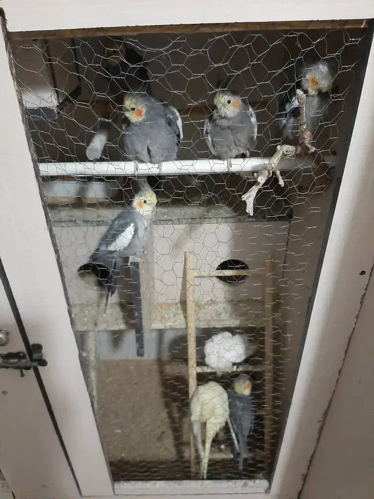 عروسی هلندی|پرنده|تهران, دستغیب|دیوار