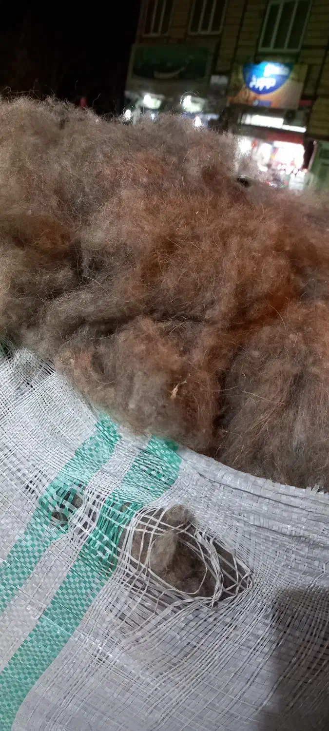 پشم|لوازم جانبی حیوانات|قم, ولیعصر|دیوار