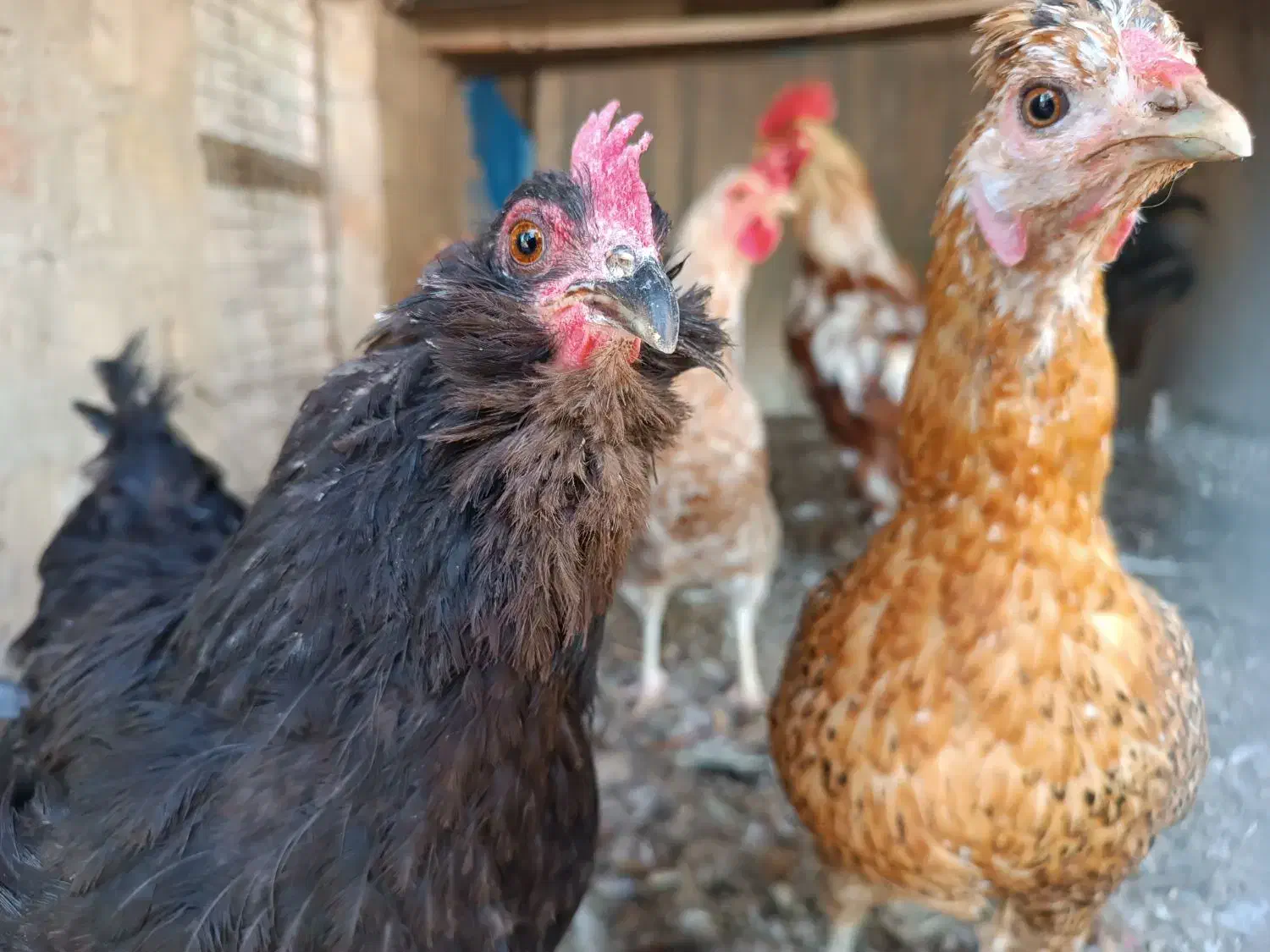 تخم نطفه دار گلین محلی اصیل|حیوانات مزرعه|کرج, شهرک رضوانیه|دیوار