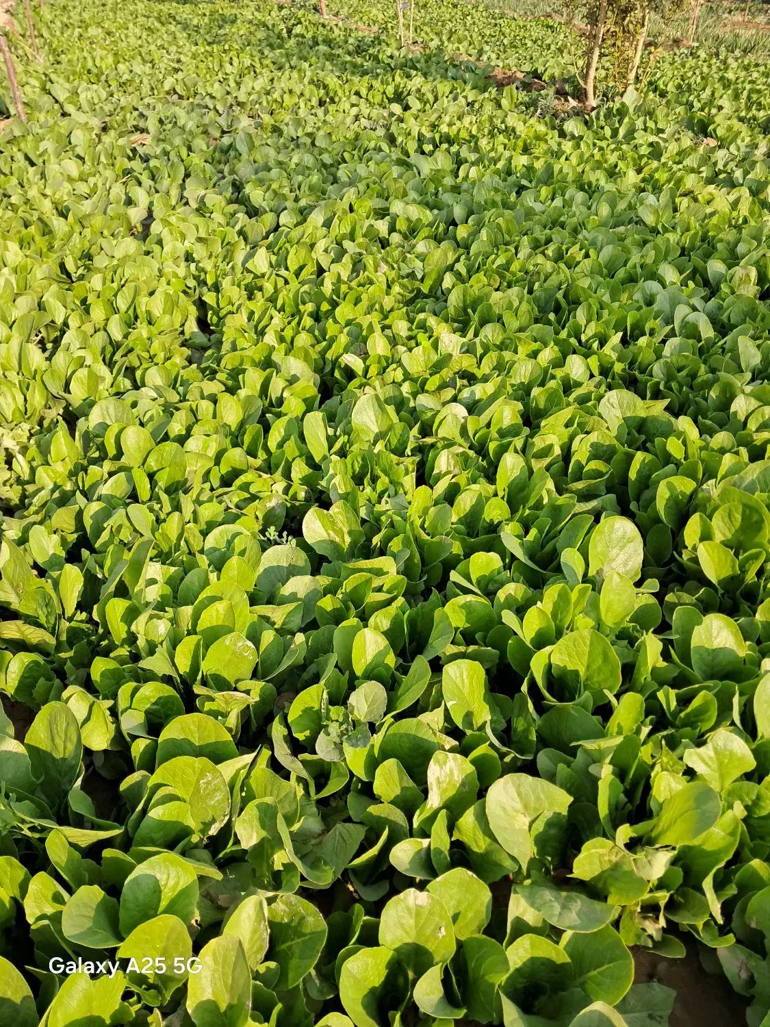 نشاع کاهو رسمی|خدمات باغبانی و درختکاری|جوادآباد, |دیوار