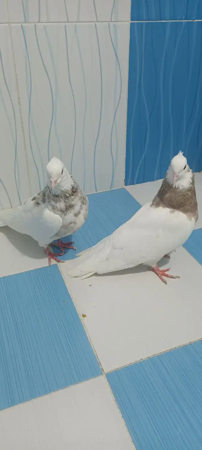 طوقی|پرنده|بهبهان, |دیوار