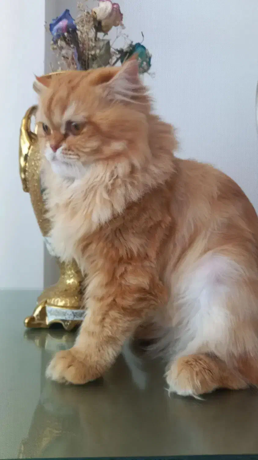 پرشین|گربه|اردبیل, |دیوار