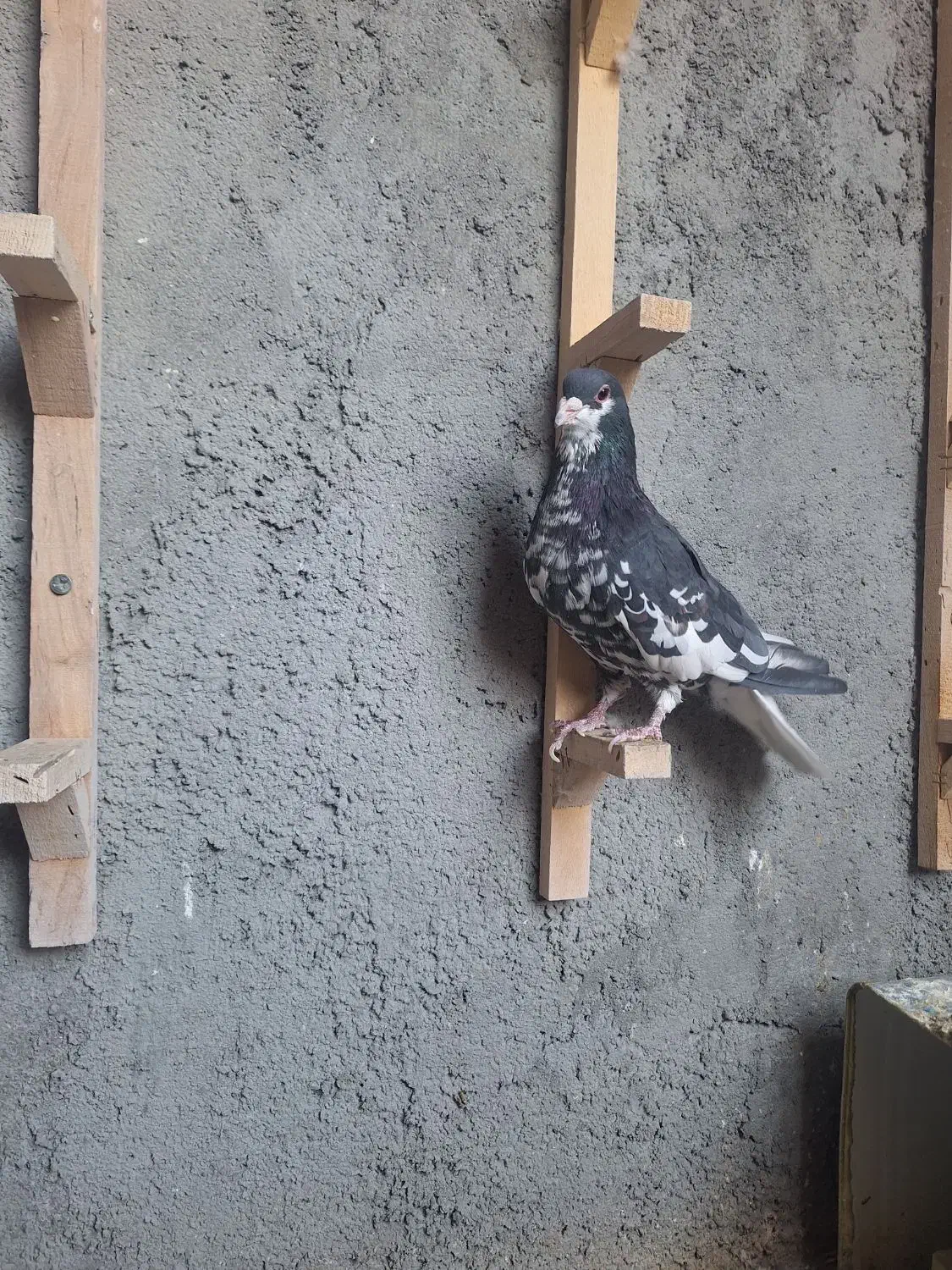 نرافشون خوشرنگ|پرنده|پیر بکران, |دیوار