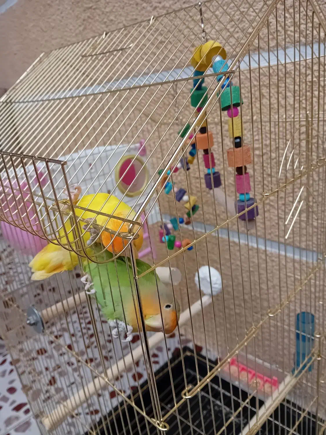 فروش دو طوطی برزیلی رام|پرنده|بوکان, |دیوار