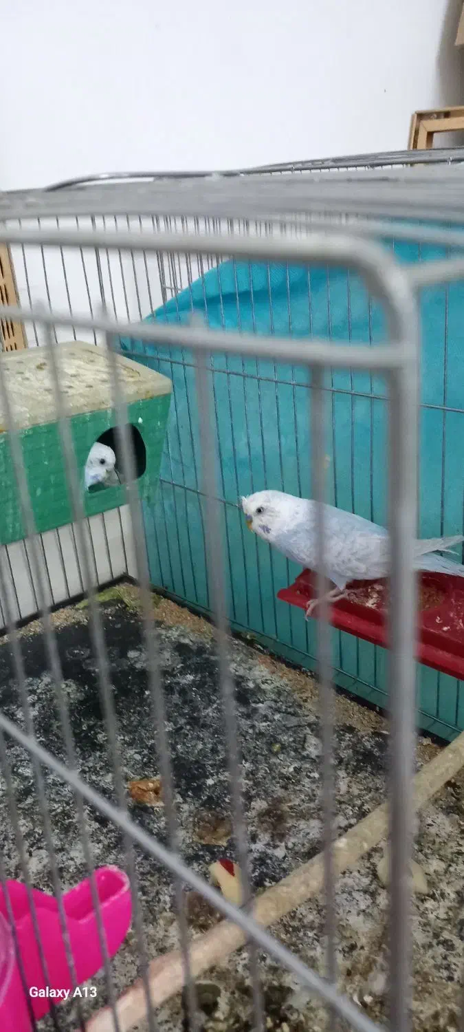 مرغ عشق|پرنده|بیرجند, |دیوار