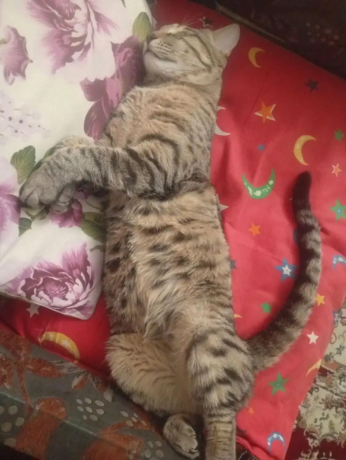 واگذاری رایگان گربه نر|گربه|فردیس, ثابتی|دیوار